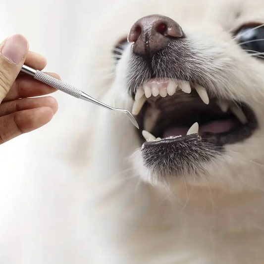 Ultrasonic Pet Toothbrush